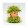 Estambre Funky Fizzy 10 Madejas con 50 g
                        2-39-Naranja
                        7-26-Morado
              